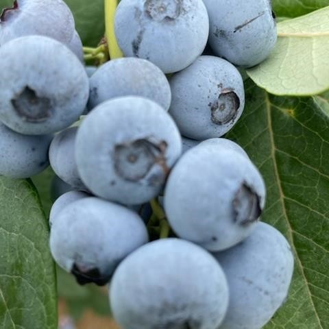 Photo 40 at 7361 240 Street, Fort Langley, Langley Photo 40 at 7361 240 Street, Fort Langley, Langley