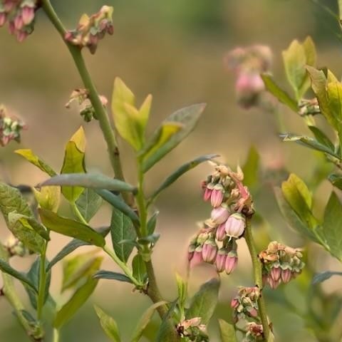 Photo 35 at 7361 240 Street, Fort Langley, Langley Photo 35 at 7361 240 Street, Fort Langley, Langley