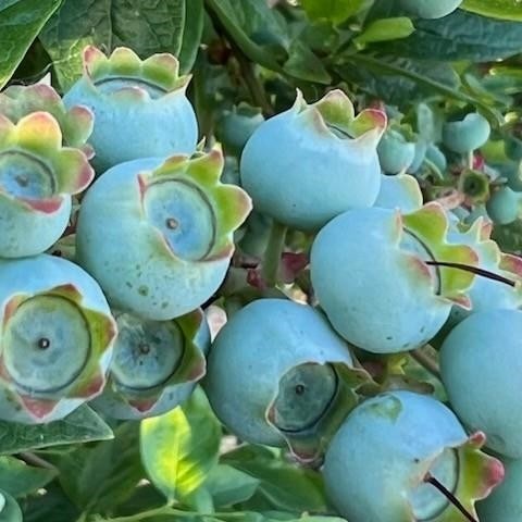 Photo 39 at 7361 240 Street, Fort Langley, Langley Photo 39 at 7361 240 Street, Fort Langley, Langley